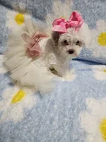 Maltipoo 2, a female Maltipoo for sale in Duncan, SC – 2 of 7