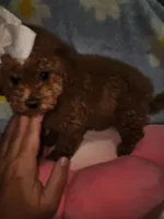Maltipoo 1, a female Maltipoo for sale in Duncan, SC – 3 of 6