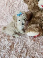 Pup4, a female Maltipoo for sale in Duncan, SC – 4 of 7