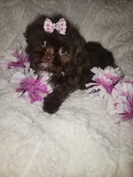 Pup 1 sh, a female Shihpoo for sale in Duncan, SC – 1 of 5