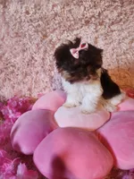 Teacup Ana, a female Yorkshire Terrier for sale in Duncan, SC – 3 of 6