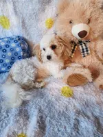 Boy , a male Maltipoo for sale in Duncan, SC – 1 of 7