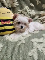 Tiny 2, a male Yorkshire Terrier for sale in Duncan, SC – 5 of 5
