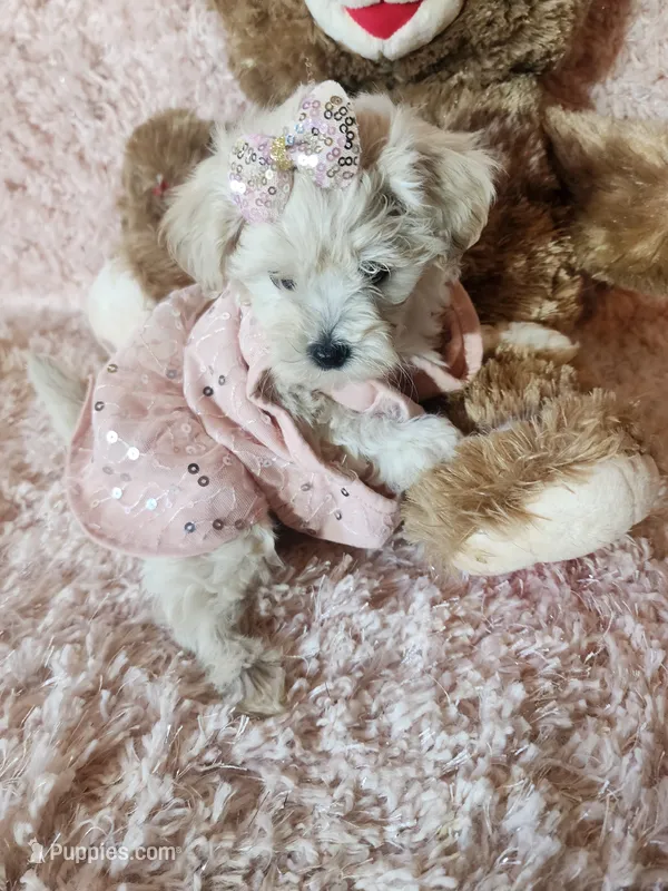 Pup3 – Maltipoo puppy for sale in Duncan, SC