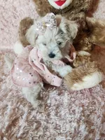 Pup3, a female Maltipoo for sale in Duncan, SC – 1 of 6