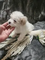 Ch3, a male Morkie for sale in Duncan, SC – 5 of 5