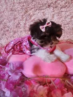 Teacup Ana, a female Yorkshire Terrier for sale in Duncan, SC – 6 of 6