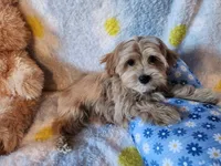 Boy 1, a male Maltipoo for sale in Duncan, SC – 5 of 7