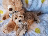 Boy 1, a male Maltipoo for sale in Duncan, SC – 4 of 7