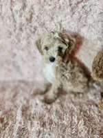 Pup 1, a male Maltipoo for sale in Duncan, SC – 4 of 6