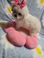White g, a female Maltipoo for sale in Duncan, SC – 6 of 7