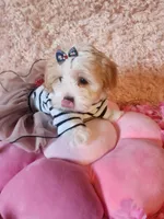 Susie, a female Morkie for sale in Duncan, SC – 4 of 5
