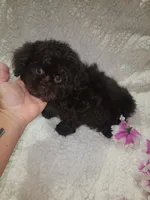 Pup2 sh, a male Shihpoo for sale in Duncan, SC – 3 of 6