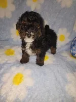 Maltipoo3, a male Maltipoo for sale in Duncan, SC – 3 of 6