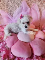 Tiny girl, a female Maltipoo for sale in Duncan, SC – 5 of 8