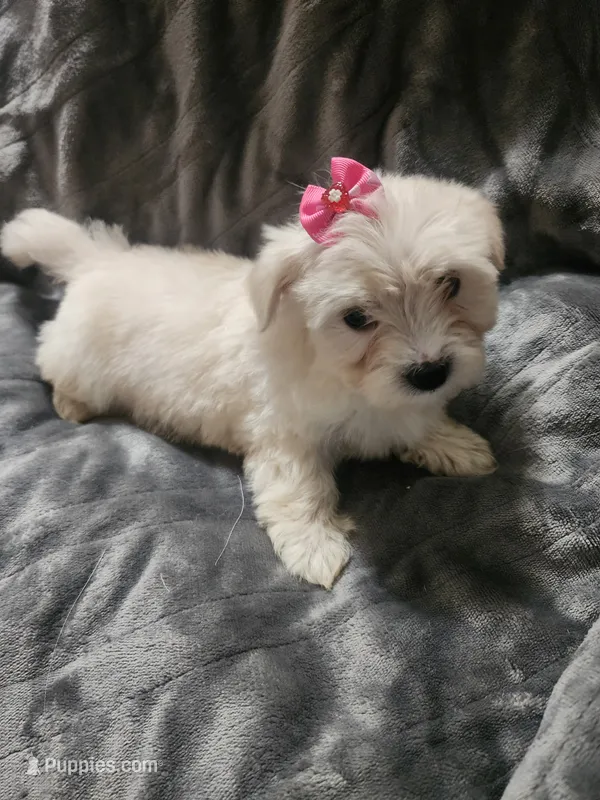 Ch1 – Morkie puppy for sale in Duncan, SC