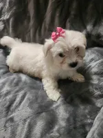 Ch1, a female Morkie for sale in Duncan, SC – 1 of 4