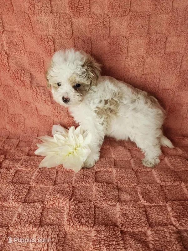 Pup4, a male Maltipoo for sale in Duncan, SC – Photo 1 of 4