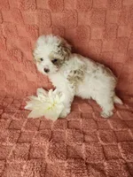 Pup4, a male Maltipoo for sale in Duncan, SC – Photo 1 of 4