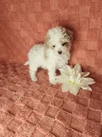 Pup4, a male Maltipoo for sale in Duncan, SC – Photo 2 of 4