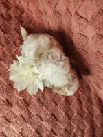 Pup4, a male Maltipoo for sale in Duncan, SC – Photo 4 of 4