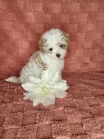Pup4, a male Maltipoo for sale in Duncan, SC – Photo 3 of 4
