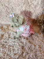 Pup5, a female Maltipoo for sale in Duncan, SC – 3 of 7