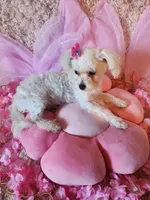 Tiny girl, a female Maltipoo for sale in Duncan, SC – 2 of 8