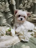 Tiny 2, a male Yorkshire Terrier for sale in Duncan, SC – 2 of 5