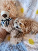 Boy 1, a male Maltipoo for sale in Duncan, SC – 7 of 7