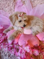 Girl 2, a female Maltipoo for sale in Duncan, SC – 7 of 7