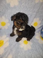 Maltipoo3, a male Maltipoo for sale in Duncan, SC – 5 of 6
