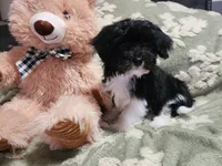 Pup1, a male Maltipoo for sale in Duncan, SC – 6 of 6