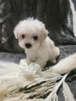Ch2, a male Morkie for sale in Duncan, SC – 2 of 5