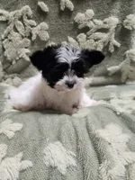 Tiny 1 , a male Yorkshire Terrier for sale in Duncan, SC – 8 of 8