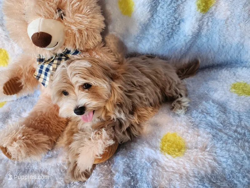 Boy 1 – Maltipoo puppy for sale in Duncan, SC