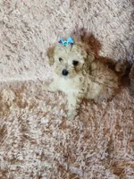Pup4, a female Maltipoo for sale in Duncan, SC – 5 of 7