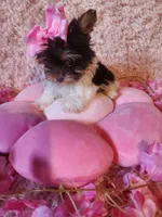 Teacup sophie, a female Yorkshire Terrier for sale in Duncan, SC – 5 of 6