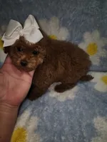 Maltipoo 1, a female Maltipoo for sale in Duncan, SC – 5 of 6