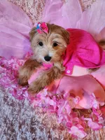 Girl 1, a female Maltipoo for sale in Duncan, SC – 4 of 7
