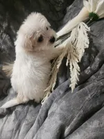Ch3, a male Morkie for sale in Duncan, SC – 4 of 5