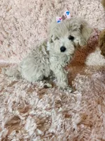 Pup5, a female Maltipoo for sale in Duncan, SC – 4 of 7