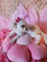 Tiny girl, a female Maltipoo for sale in Duncan, SC – 3 of 8