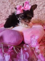 Teacup sophie, a female Yorkshire Terrier for sale in Duncan, SC – 4 of 6
