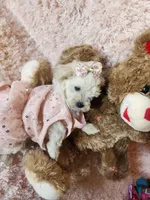 Pup3, a female Maltipoo for sale in Duncan, SC – 2 of 6