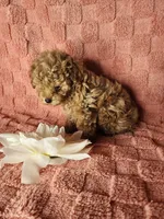 Pup2, a male Maltipoo for sale in Duncan, SC – Photo 4 of 4