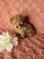 Pup2, a male Maltipoo for sale in Duncan, SC – Photo 2 of 4