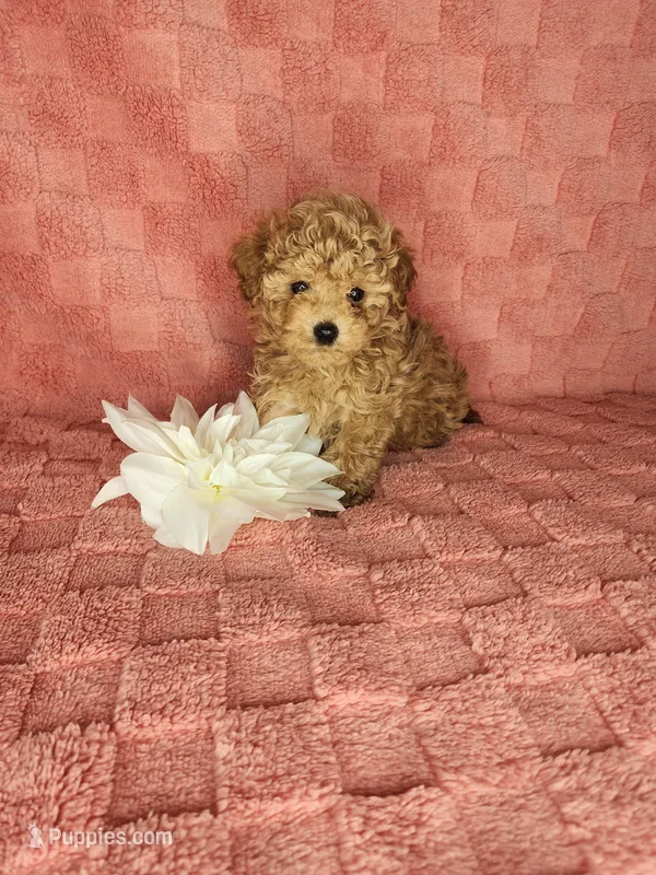 Pup2 – Maltipoo puppy for sale in Duncan, SC