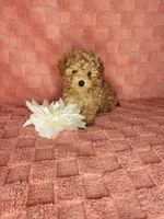 Pup2, a male Maltipoo for sale in Duncan, SC – Photo 1 of 4