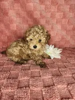 Pup2, a male Maltipoo for sale in Duncan, SC – Photo 3 of 4